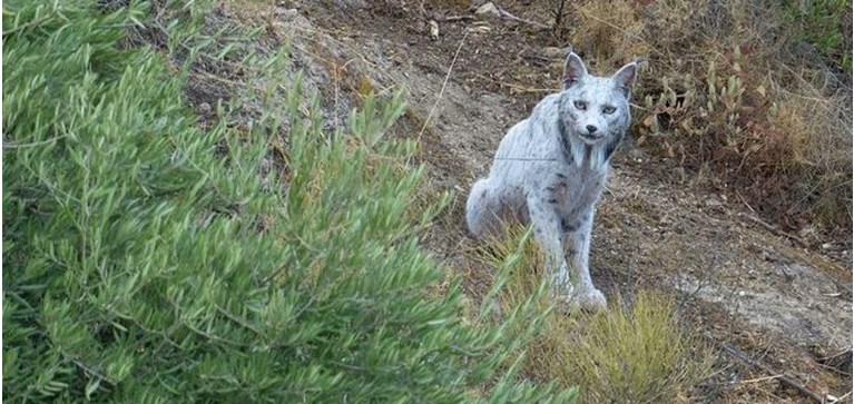 ΛΥΓΚΑΣ ΙΒΗΡΙΚΟΣ ΛΕΥΚΟΣ