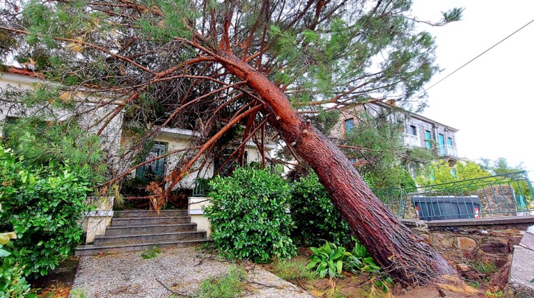 Δέντρο σπίτι