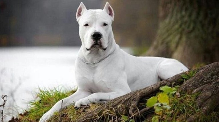 dogo argentino