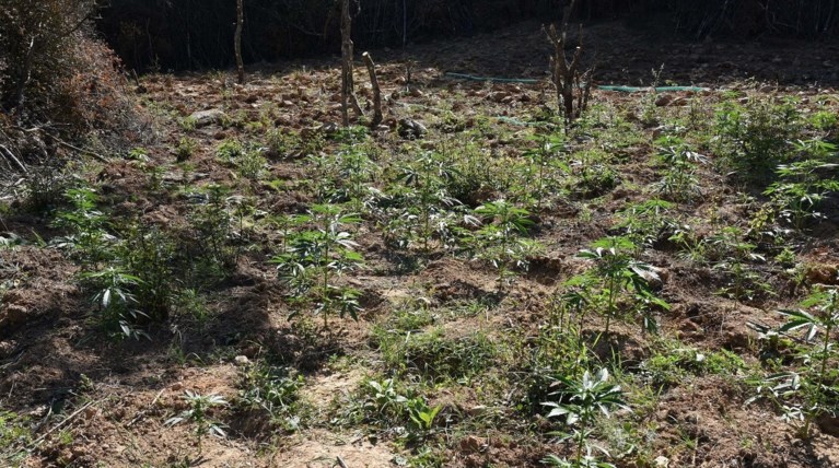 Χασισοφυτεία