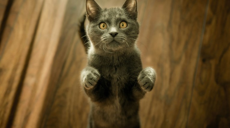 gata