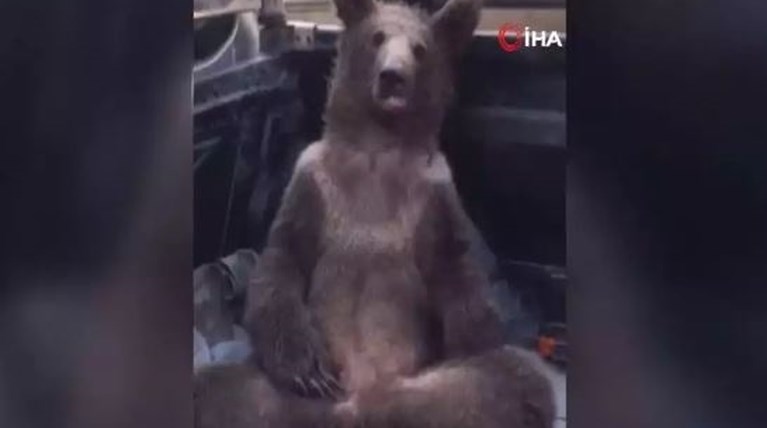αρκουδακι