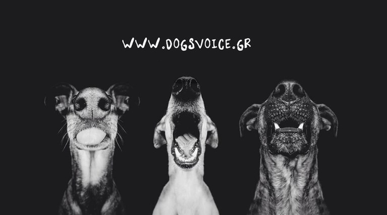 dogs' voice