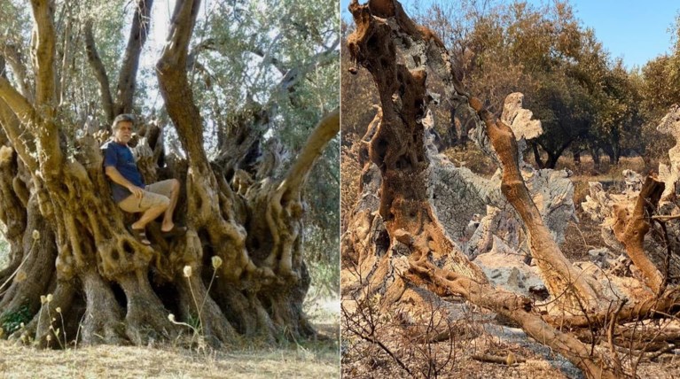 Ελιά