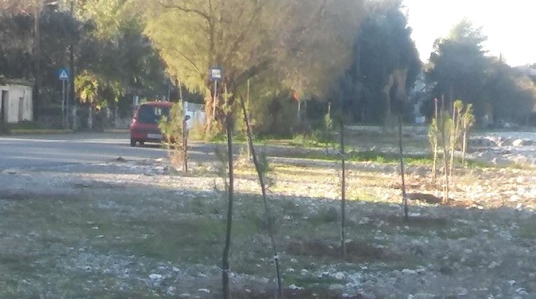 κουκουναριες