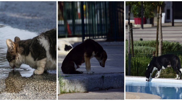 καυσωνας αδεσποτα