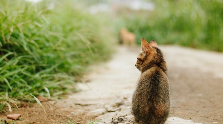 gata