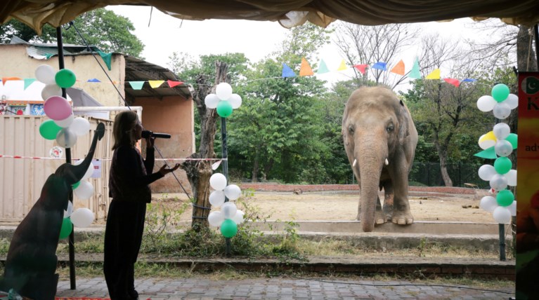 elephant