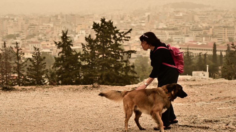 αφρικανικη σκόνη σκύλος