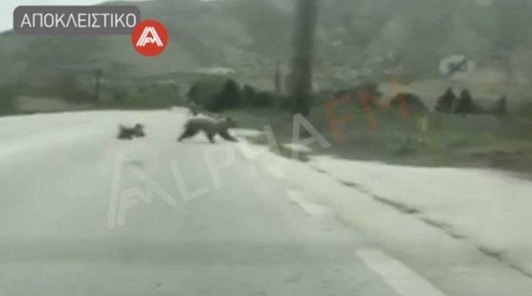 Αρκούδες