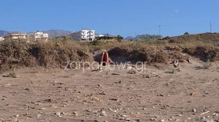 Άπτερα παρενόχληση