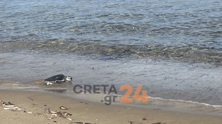 apeleftherosi-xelonas