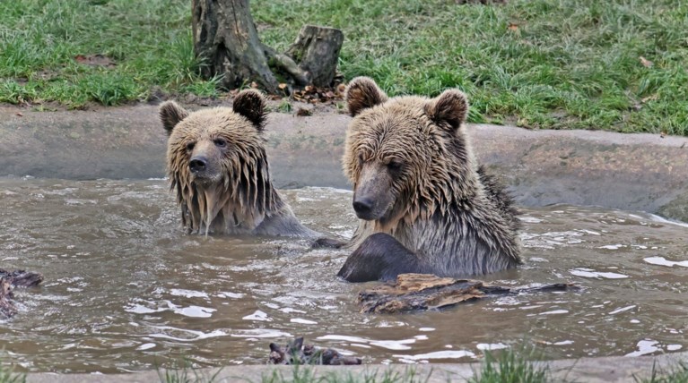 -bears