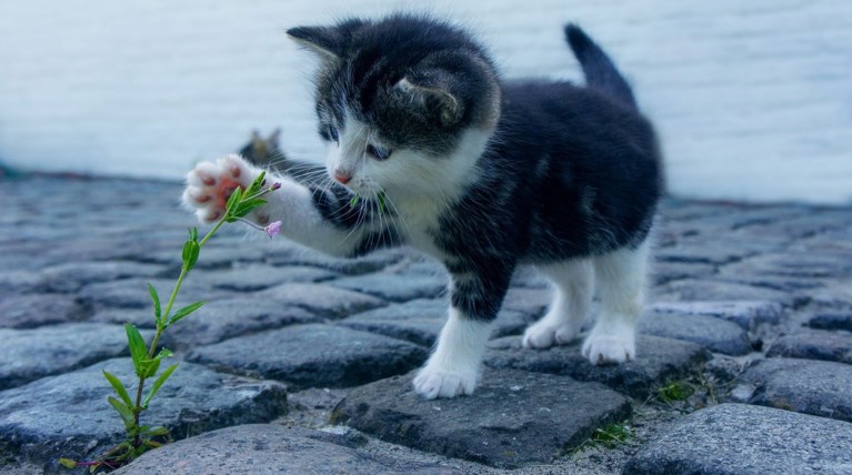 gata