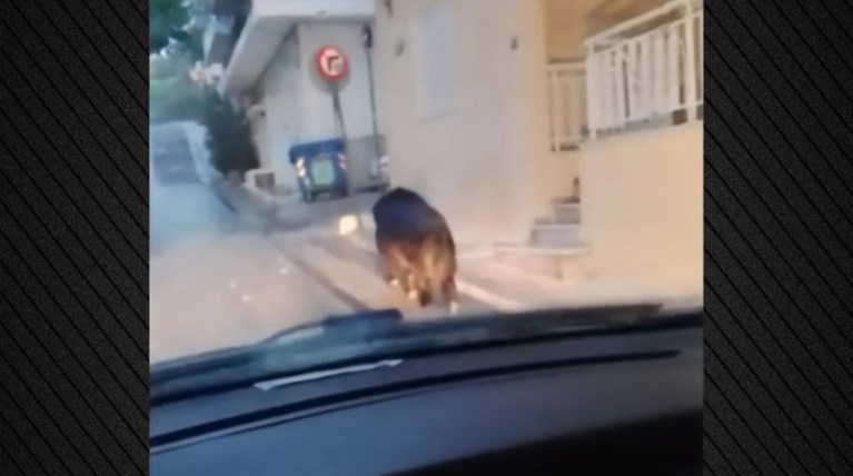 Αγριογούρουνο