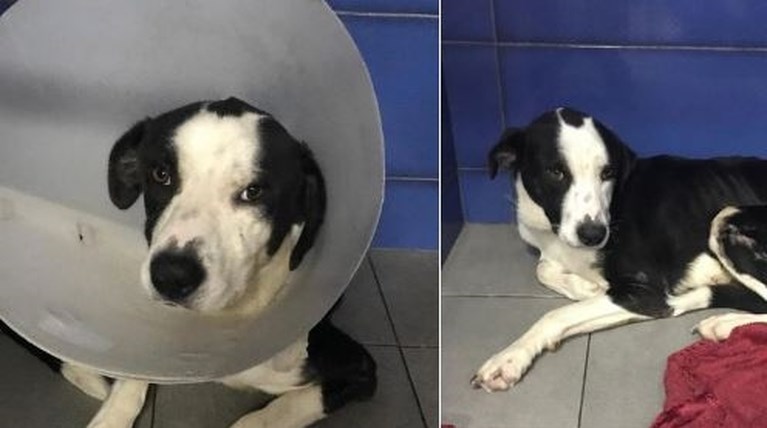 dogs voice
