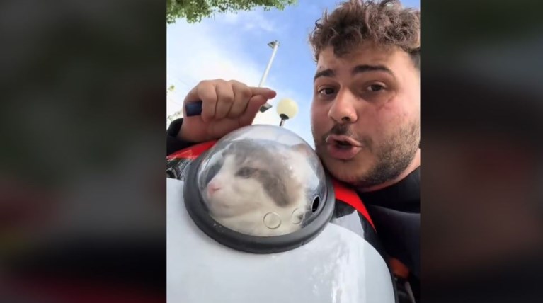 gata levforeio
