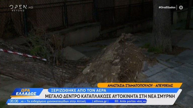 νεα σμυρνη δεντρο