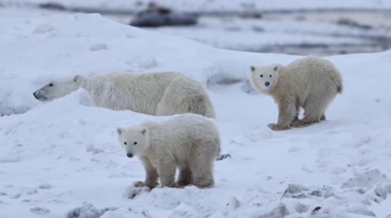 Πολικές αρκούδες