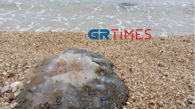 μέδουσες χαλκιδική 2.