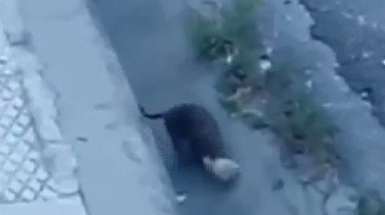 Ποντίκι Χανιά