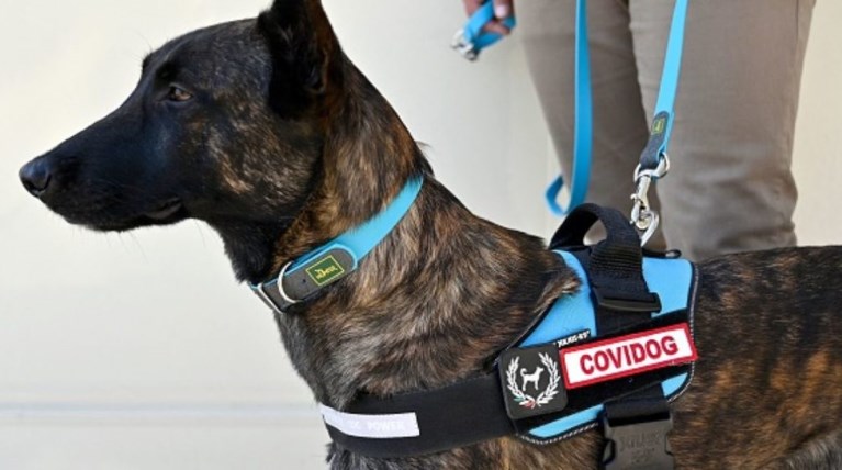covidog