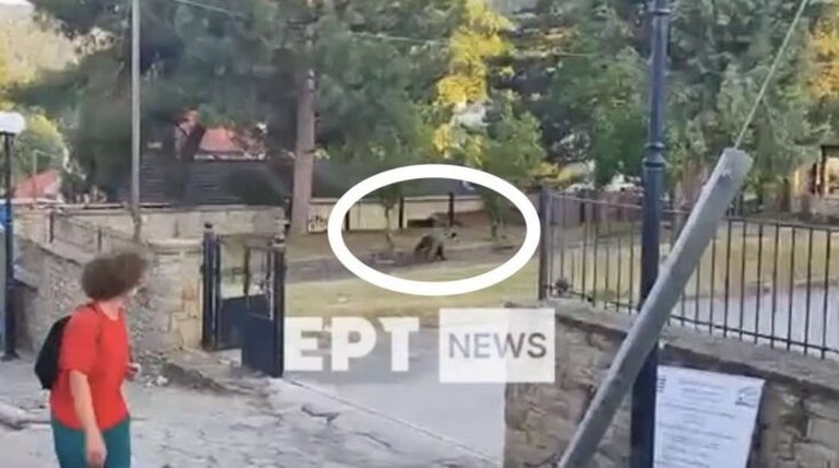 ΑΡΚΟΥΔΑ ΣΧΟΛΕΙΟ