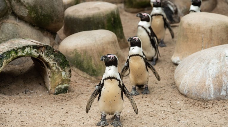 αφρκανικος πιγκουινος