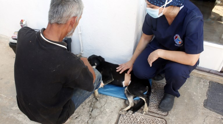 κτηνιατροι