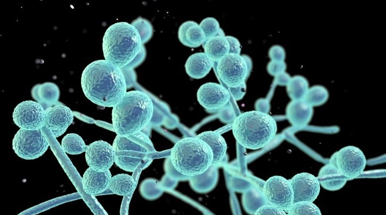 Candida auris
