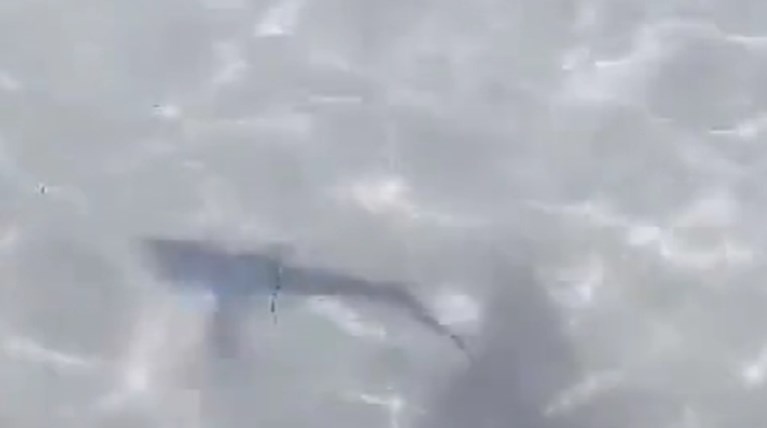 ΚΑΡΧΑΡΙΑΣ