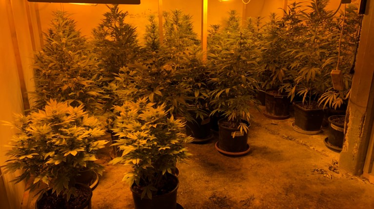 υδροπονικη