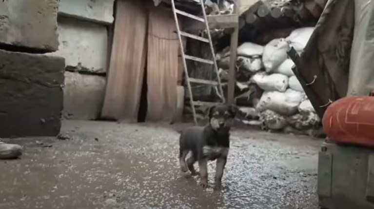 κουταβος