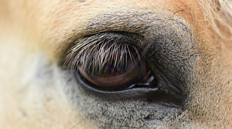eye
