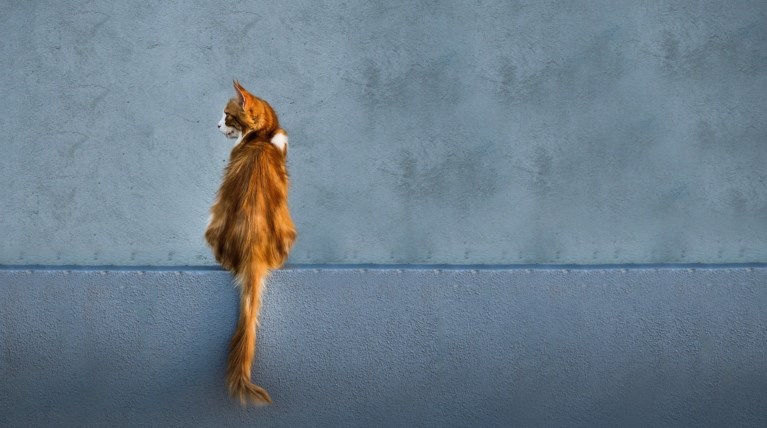 cat