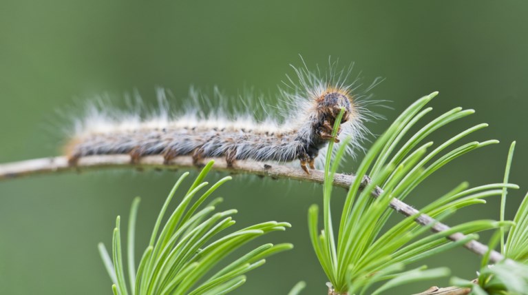 Κάμπια σε πεύκο - αλλεργία στις κάμπιες