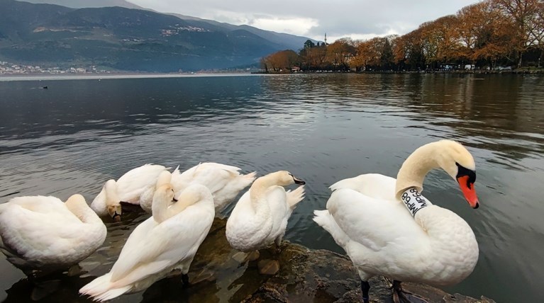 Θλιμμένος κύκνος