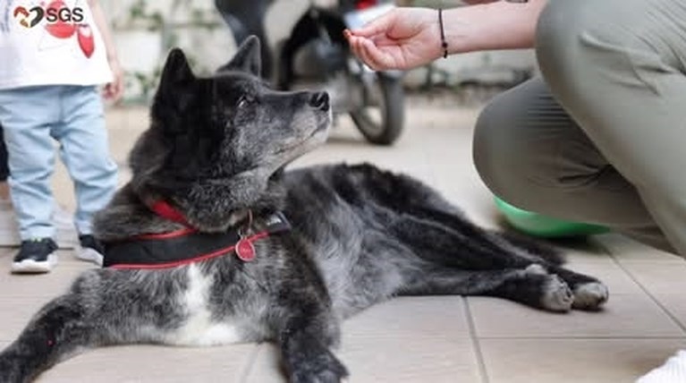 Save a Greek Stray