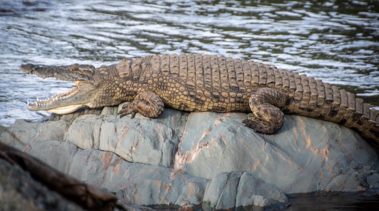 Κροκόδειλος