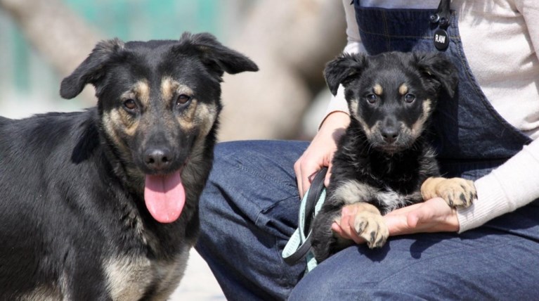 πασχαλης μαγια