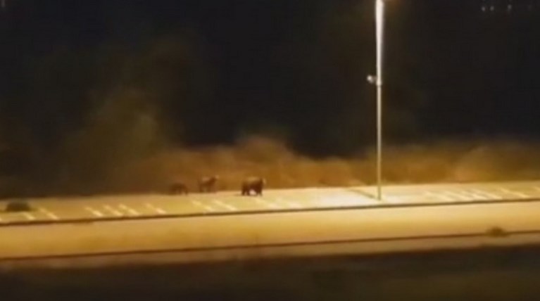 αρκούδες καστοριά