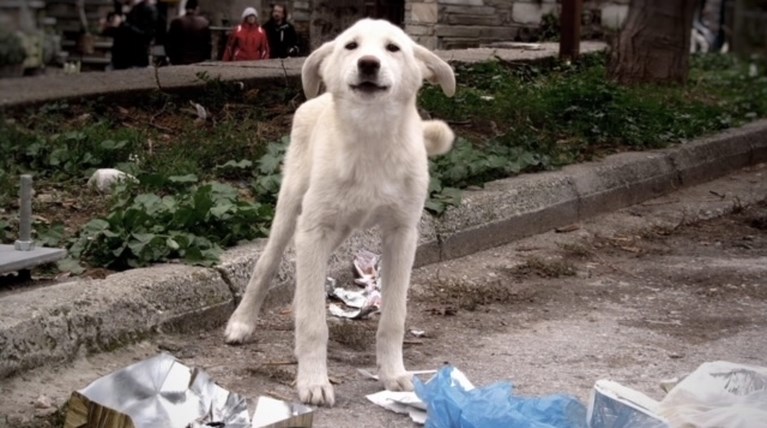 Αδέσποτο σκυλί
