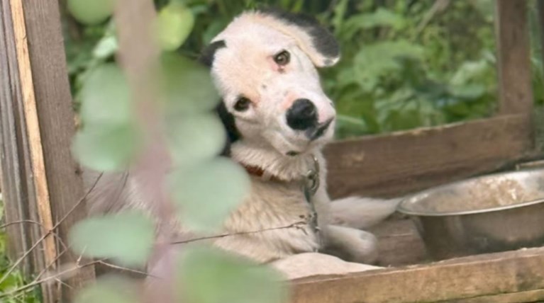 σκυλος καταγγελια