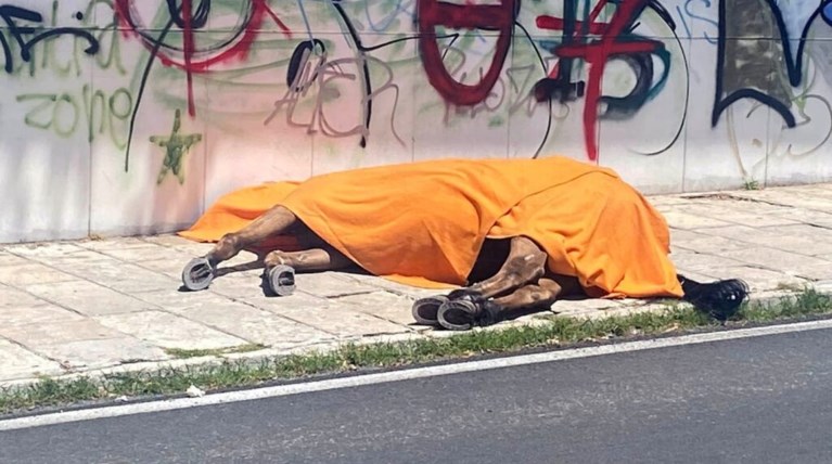 Κέρκυρα άλογο