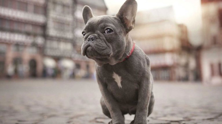 FRENCH-BULLDOG