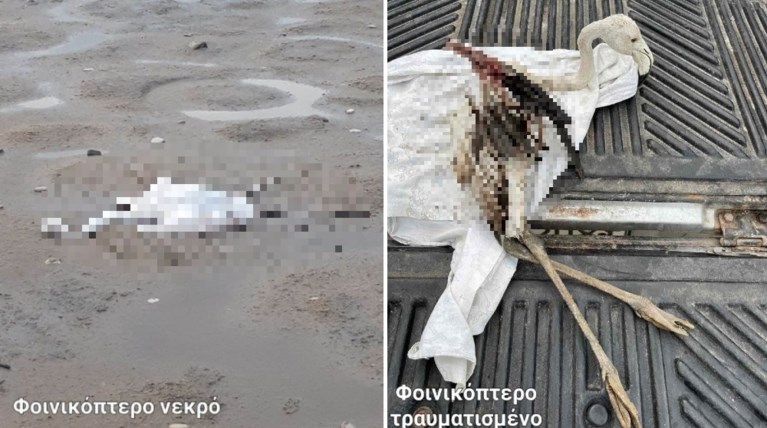 ΦΛΑΜΙΝΓΚΟ ΜΕΣΟΛΟΓΓΙ