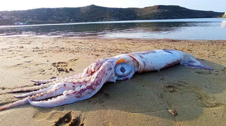 Καλαμάρι γίγας