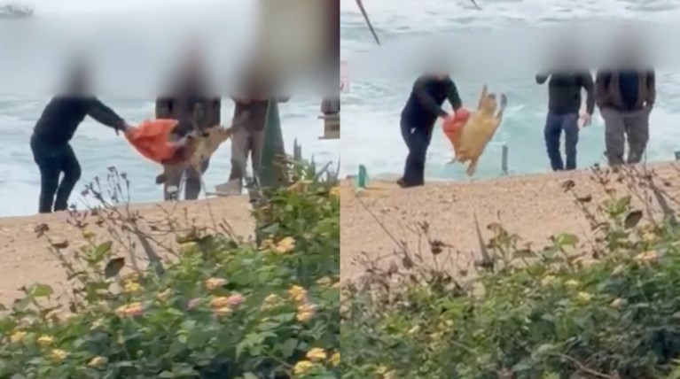 χελωνα κυπρος