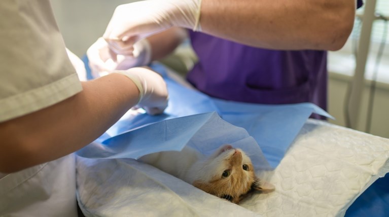 vet