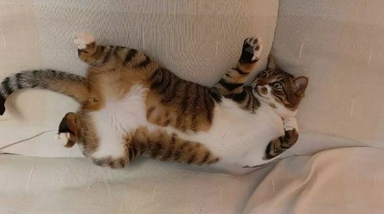 gata